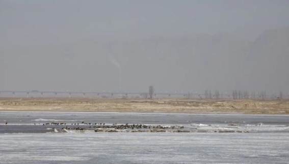 杭锦湿地迎来候鸟北归，春回大地生态焕新