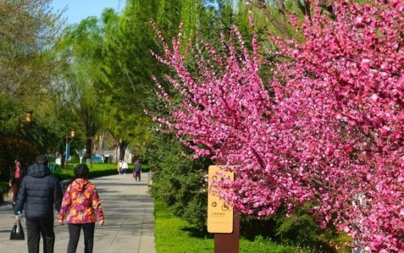 济南三月花开，泉城春光醉人